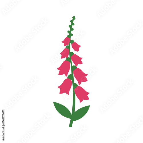Foxglove tall bloom on white background vector art illustration