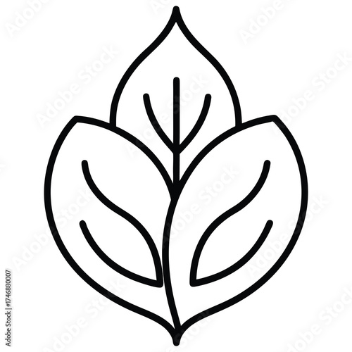 spinach vector line art icon
