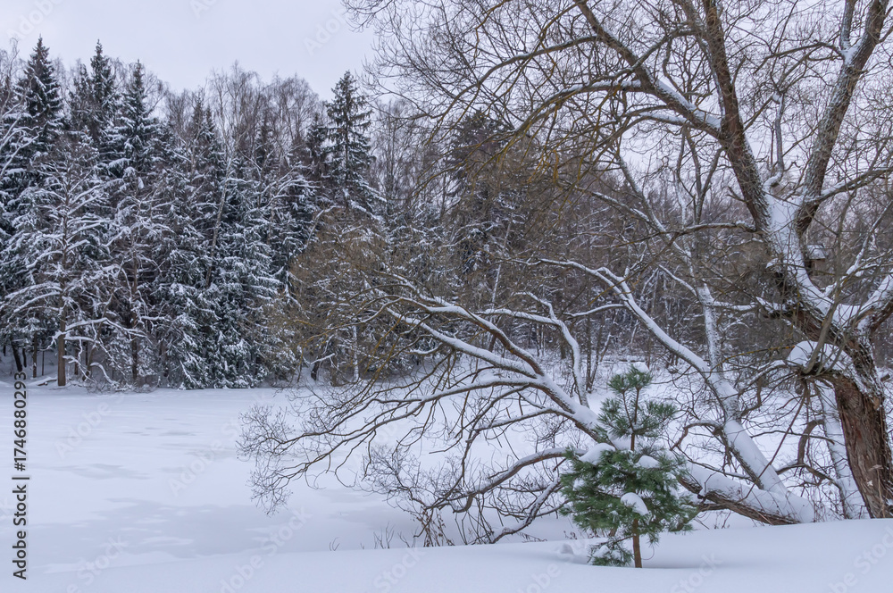 Fototapeta premium Snow-covered tree crowns in a winter forest. Winter landscape in the forest. Coniferous forest and snow drifts in winter. The forest near Moscow.