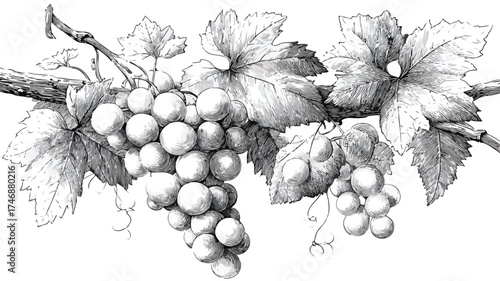 Closeup Illustration of Grapes, Leaves, and Branches for Fine Art Prints and Design Projects