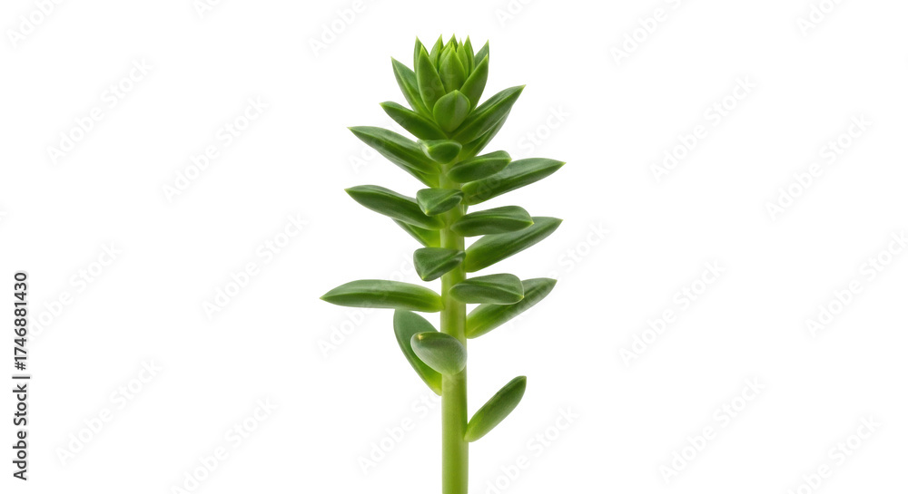 Fototapeta premium Isolated Sedum tetractinum plant, native to East Asia, a small succulent plant growing upright