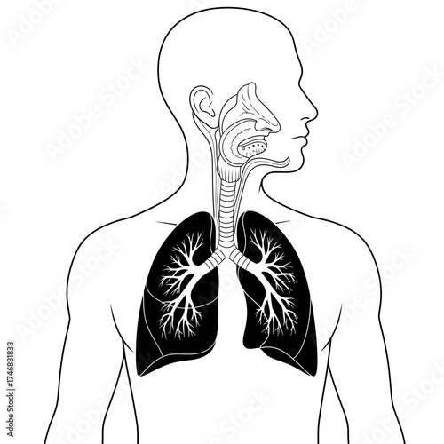Human Respiratory System Diagram – Lungs and Airway Anatomy Illustration