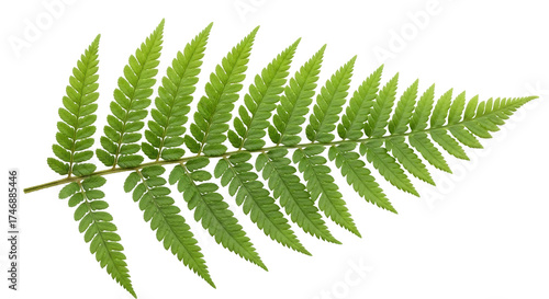 Isolated fern frond with symmetrical pinnate leaves is green in color for plant design