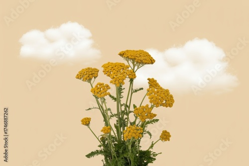 Bunch of yellow yarrow flowers with green leaves against a pale yellow background with white clouds