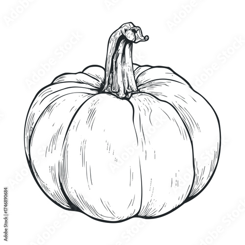 Detailed sketch of a pumpkin for seasonal decoration and design. Vector hand drawn illustration