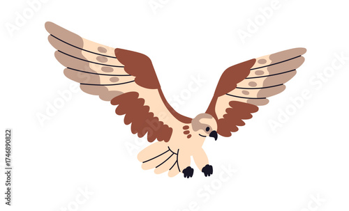 Bird of prey in flight. Hawk, falcon soaring in air with wings spread. Flying raptor in motion, hunting. Wild feathered hunter, predator. Flat vector illustration isolated on white background.