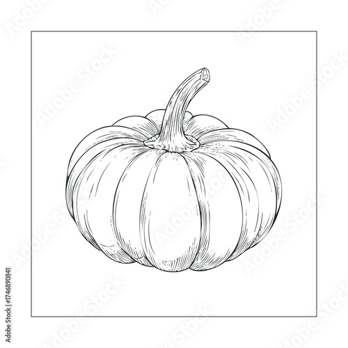 Pumpkin illustration for autumn decoration or seasonal crafts. Vector hand drawn illustration