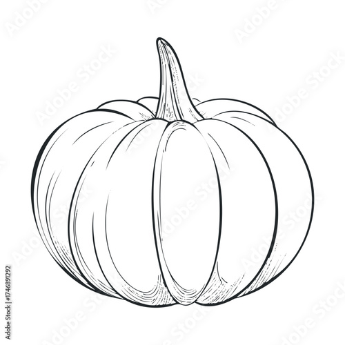Detailed sketch of a ripe pumpkin for autumn designs. Vector hand drawn illustration