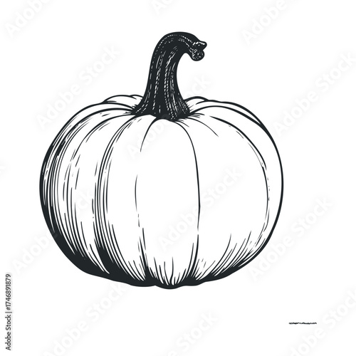Classic pumpkin design for autumn decoration and celebration. Vector hand drawn illustration