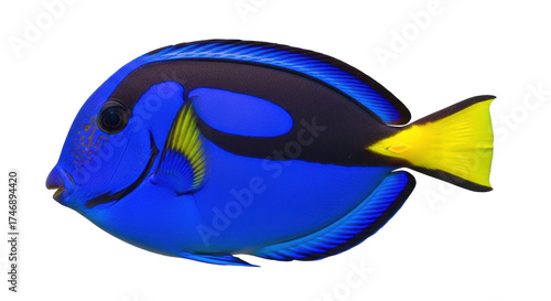 Fotografía Isolated Regal Tang, a Surgeonfish with vibrant colors and markings swimming alo