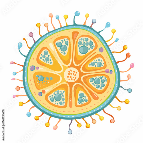Illustration of a virus cell with colorful protrusions on a white background, showcasing its detailed internal structure.