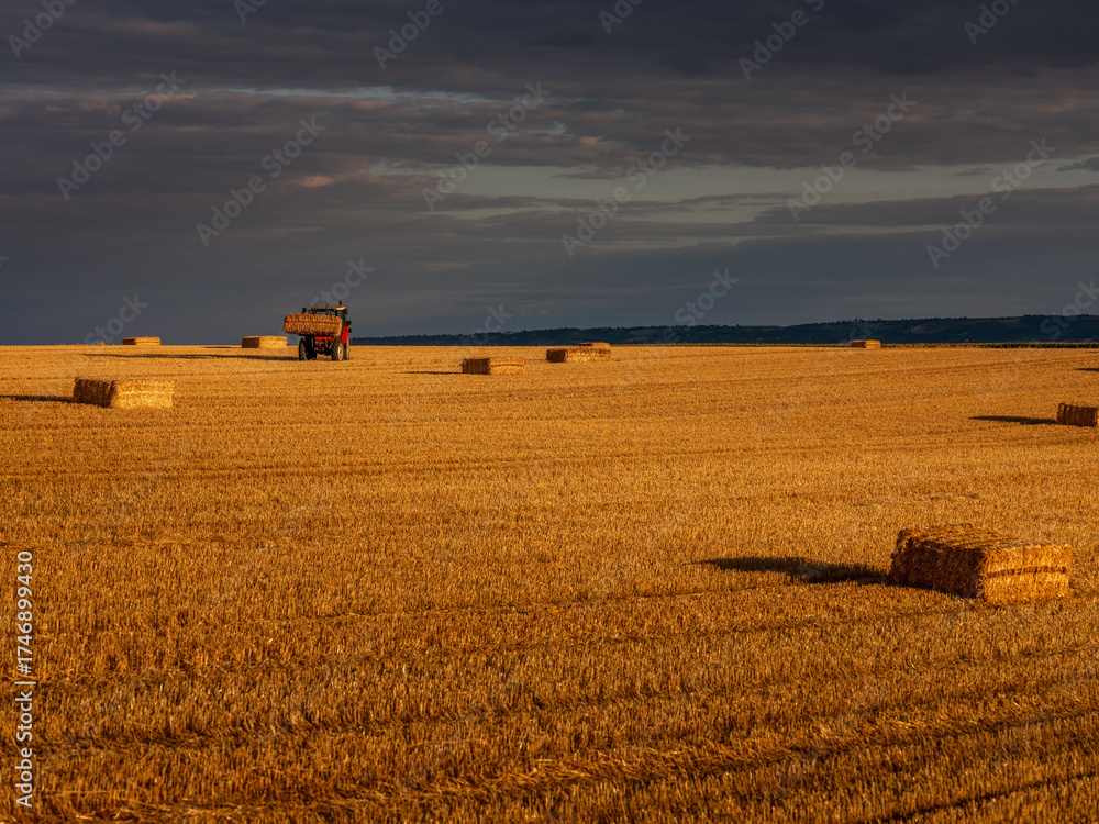 Fototapeta premium Tractor carrying hay bales in golden harvest field