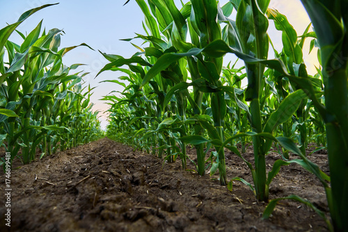 Young corn plants growing in agricultural field