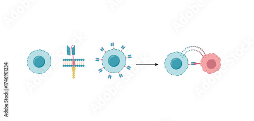 CAR T-cell therapy, killing of tumor cells. Cancer therapy. Chimeric antigen receptor T cell ,CAR T cell, for use in immunotherapy. Genetic engineering. Chemotherapy. Vector illustration.