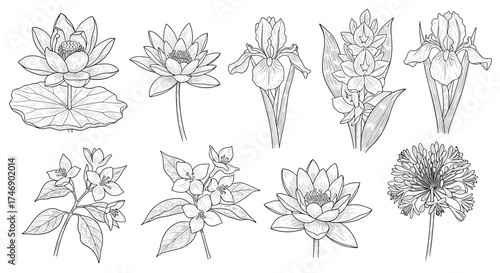 Elegant Botanical Line Art: Collection of Floral Drawings on White Background