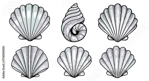 Elegant Seashell Collection: Hand-Drawn Nautical Illustrations on White Background