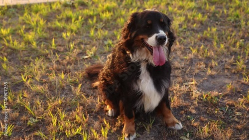 Cute Bernese Mountain dog with its tongue hanging out, sitting on grass during walk in park at sunset. Cute pet, dog walking, hot summer, and dog