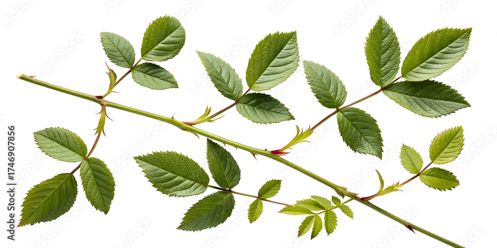 Fototapeta premium Green Rose Stem with Serrated Leaves