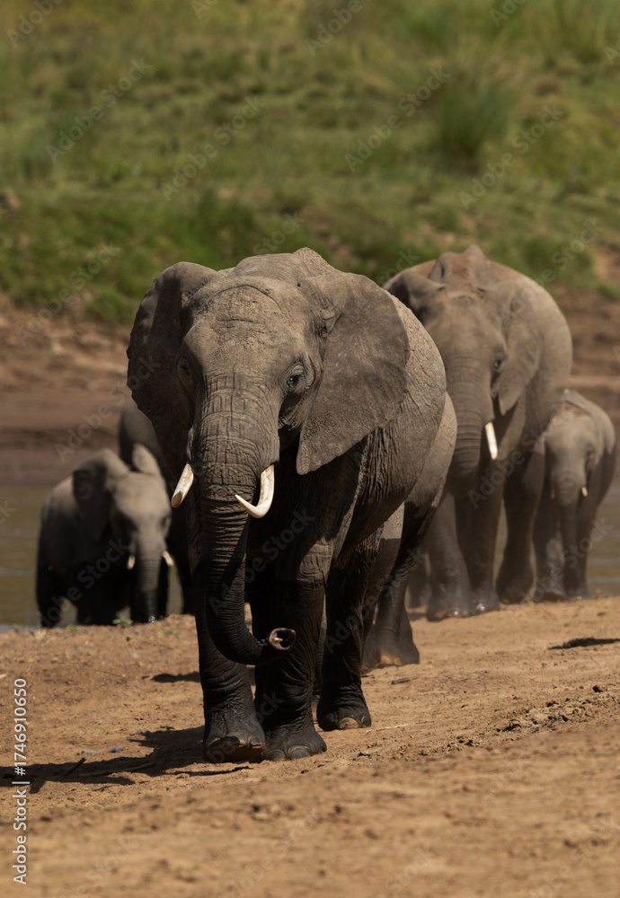 Fototapeta premium A herd of African elephants moving up on the bank of river channel at Masai Mara, Kenya