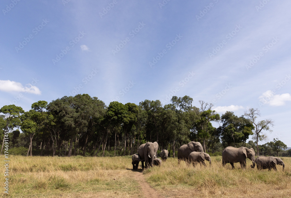 Naklejka premium A broad view of African elephants near a wooden forest at Masai Mara, Kenya