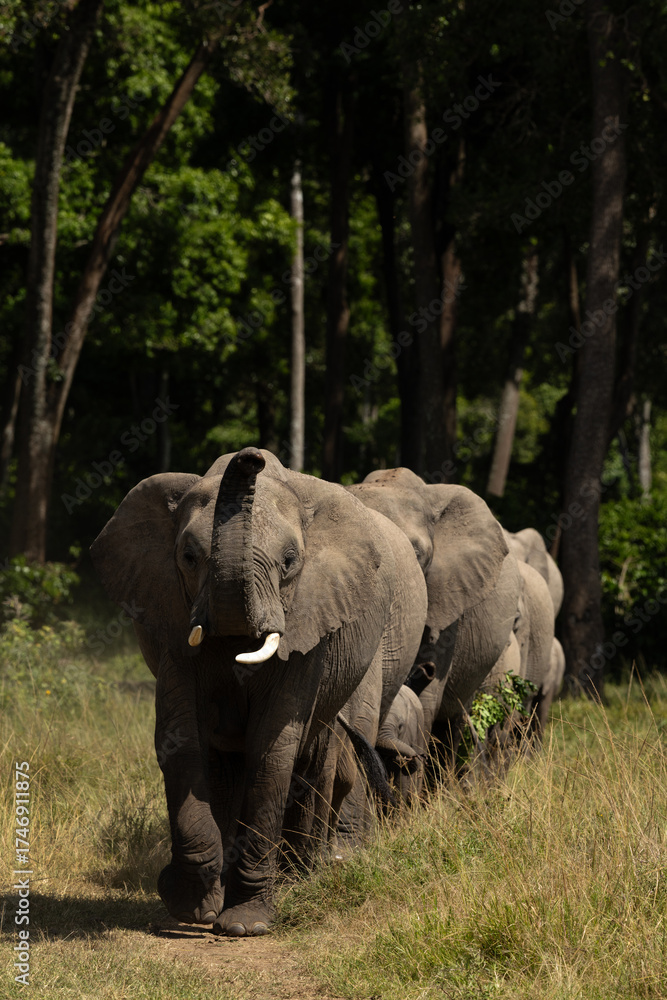 Fototapeta premium African elephant near a wooden forest at Masai Mara, Kenya