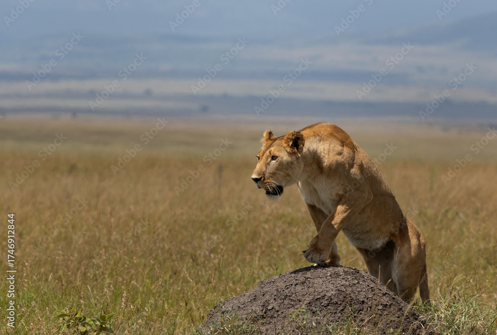 Fototapeta premium A lioness climbing on a mound at Masai Mara, Kenya