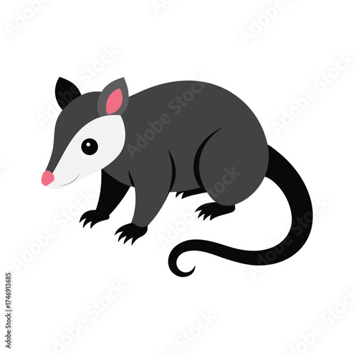 opossum-wild-animal