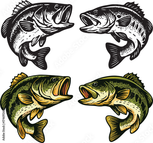 Two bass fish vector illustrations