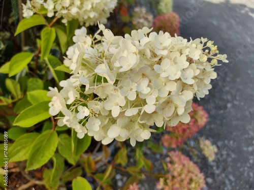 Hydrangea paniculata 'Confetti'