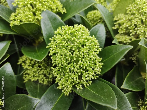 Skimmia japonica 'White Globe'