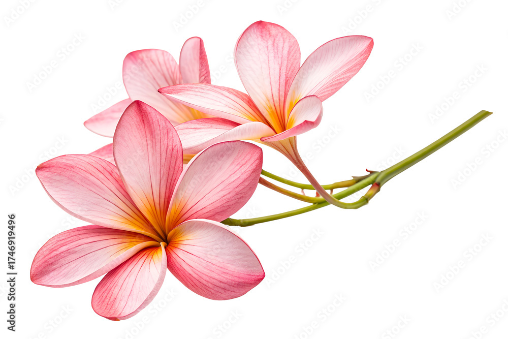 Naklejka premium Pink Frangipani Flowers with Yellow Centers on White