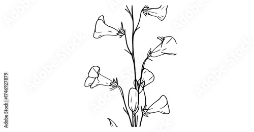 a line drawing of a plant with flowersdrawing, flower, ink, plant, stem, white 