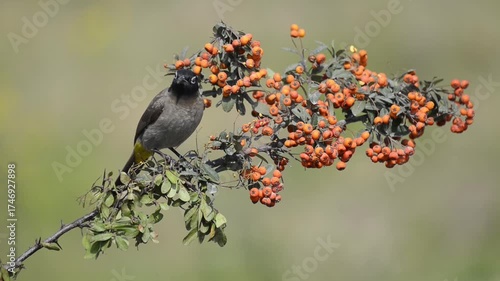White spectacled Bulbul