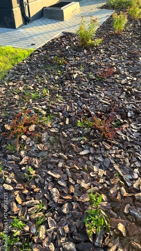 Pine bark for mulching soil on lawn in landscape design. Pine bark mulch plants at sidewalk in urban spaces. Composted Bark. Ornamental mulch for landscaping. Shrubs planting in city street.