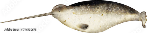 watercolor narwhal