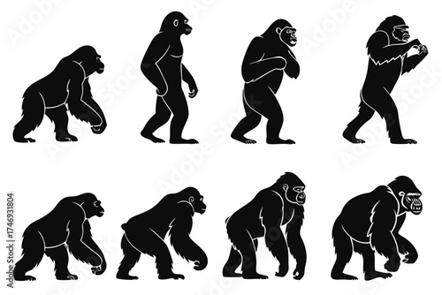 Evolution of gorilla stages vector illustration primate animal wildlife ape chimpanzee mammal biology progress silhouette