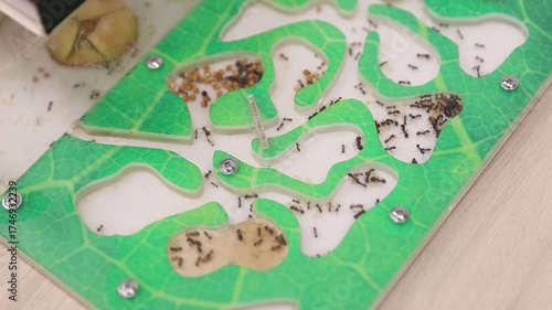 Ants in transparent ant farm tunnels showing colony activity, teamwork, Concept of nature, ecosystem