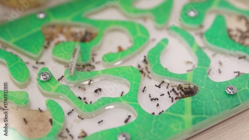 Ants in transparent ant farm tunnels showing colony activity, teamwork, Concept of nature, ecosystem