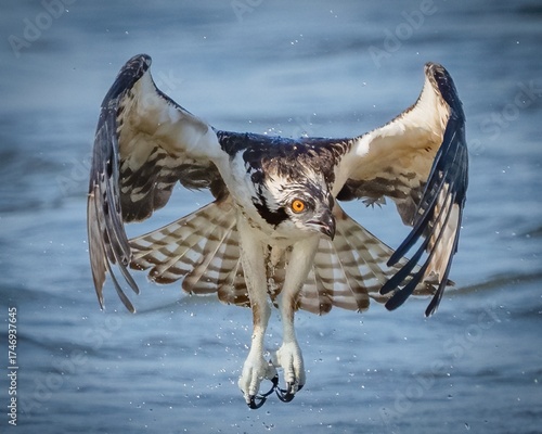 Osprey in flight over the ocean inlet