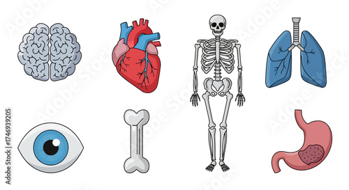 Detailed Anatomical Illustrations of Human Organs and Skeletal System