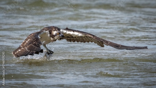 Osprey in flight and catching fish for dinner