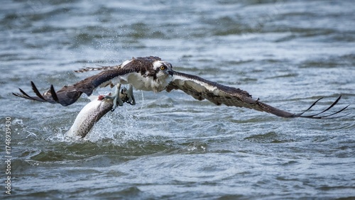 Osprey in flight and catching fish for dinner