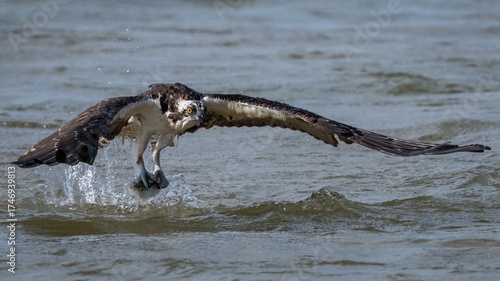 Osprey in flight and catching fish for dinner