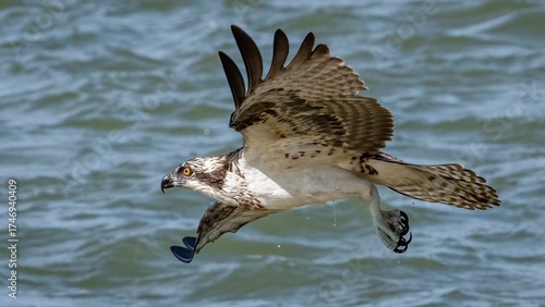 Osprey in flight over the ocean inlet