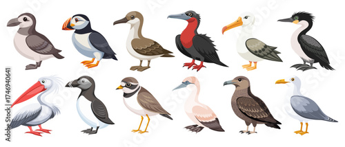 Set of colorful seabirds. Frigatebird, albatross, cormorant, puffin, skua and others. Ornithology Illustration.