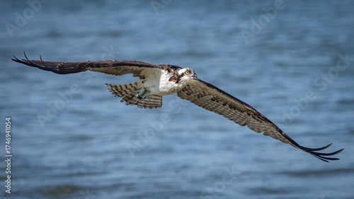 Osprey in flight over the ocean inlet