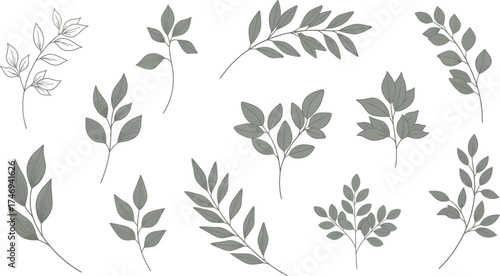 Botanical Branches with Gray Leaves and Delicate Veins on a White Background