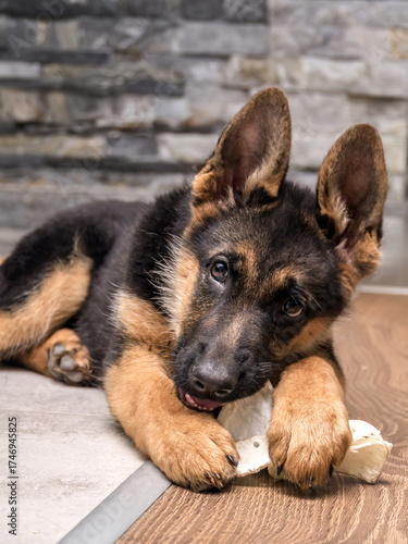 German shepherd puppy playing with pet toy on the floor