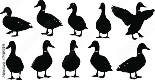 Duck silhouette set featuring varied postures and wing positions for wildlife, nature, educational, and animal-themed vector illustration design