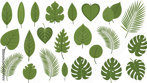Green Leaves Isolated on White, Tropical Foliage, Monstera, Palm, Leafy, Nature Set